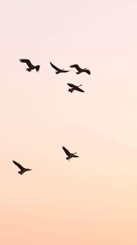 Video post from northernskiesoutfitters.