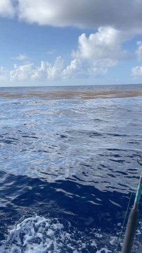 Video post from ejs_fishing_charters.