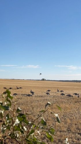 Video post from northernskiesoutfitters.