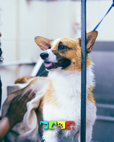 Carousel post from medicalpettj.