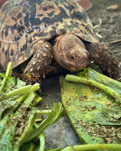 Photo post from carapacecritters.