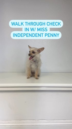 Video post from familyanimalhospitalcm.