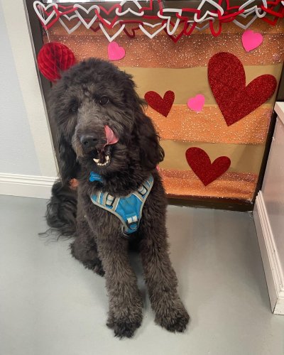 Photo post from familyanimalhospitalcm.