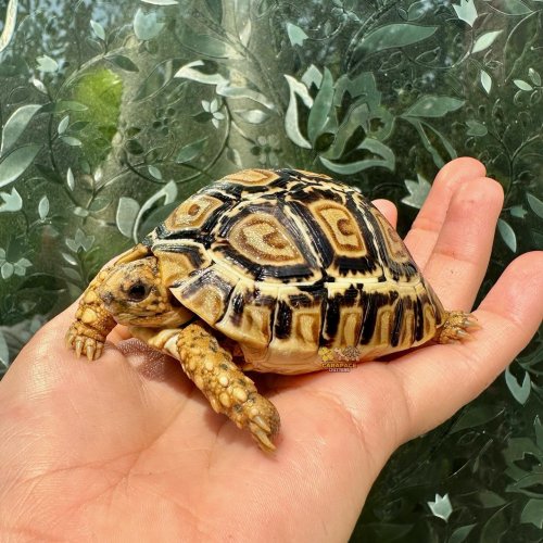 Photo post from carapacecritters.