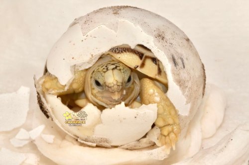 Photo post from carapacecritters.