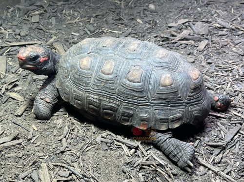 Photo post from carapacecritters.