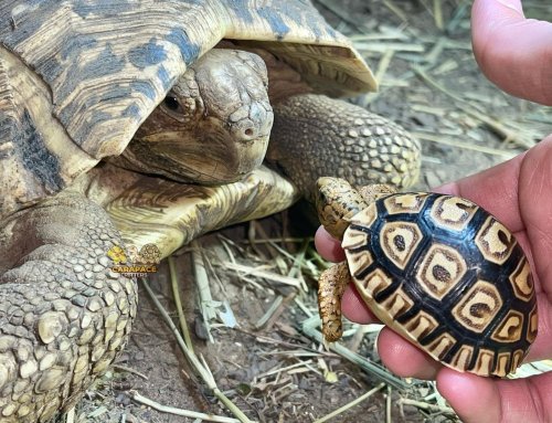 Carousel post from carapacecritters.