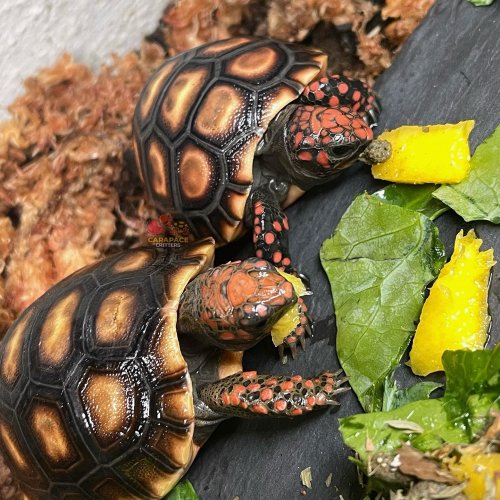 Photo post from carapacecritters.