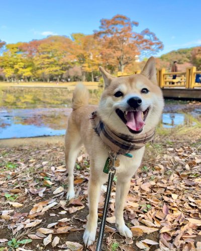 Carousel post from hachi_mameshiba.