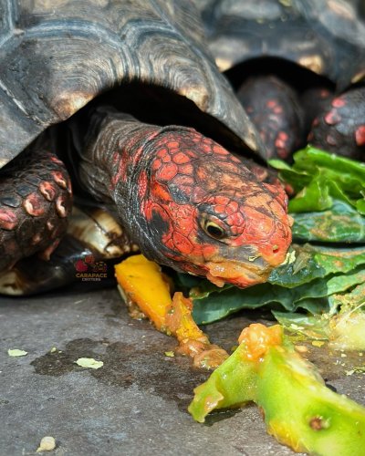 Photo post from carapacecritters.