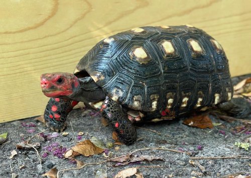 Photo post from carapacecritters.