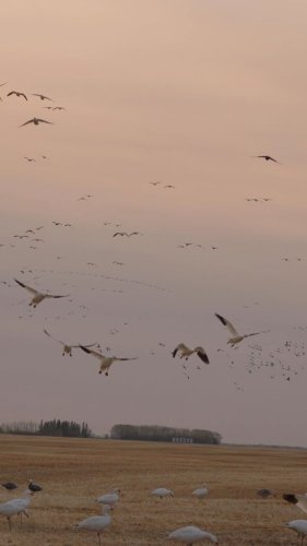 Video post from northernskiesoutfitters.