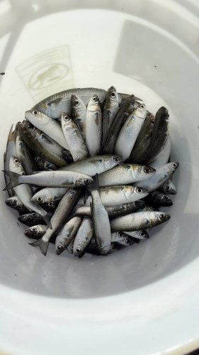 Video post from ejs_fishing_charters.