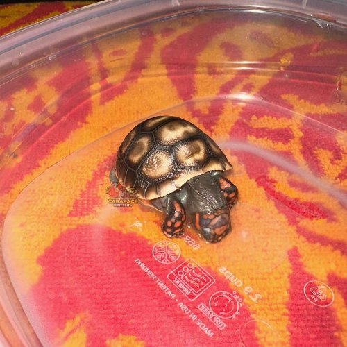 Photo post from carapacecritters.