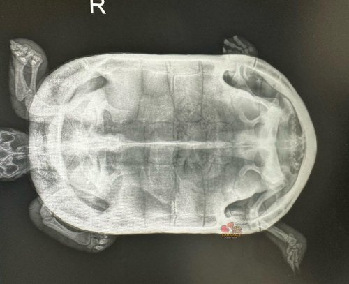 Carousel post from carapacecritters.