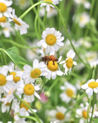 Carousel post from currumbinvalleyharvest.