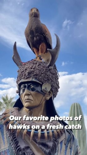 Video post from desertkingsfalconry.