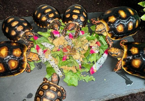 Photo post from carapacecritters.