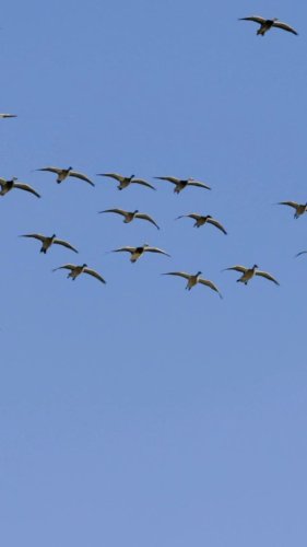 Video post from northernskiesoutfitters.