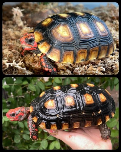 Photo post from carapacecritters.