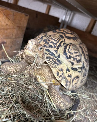 Photo post from carapacecritters.