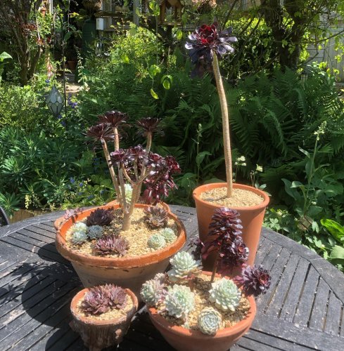 Photo post from gardenhousebrighton.