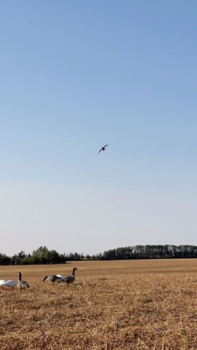 Video post from northernskiesoutfitters.