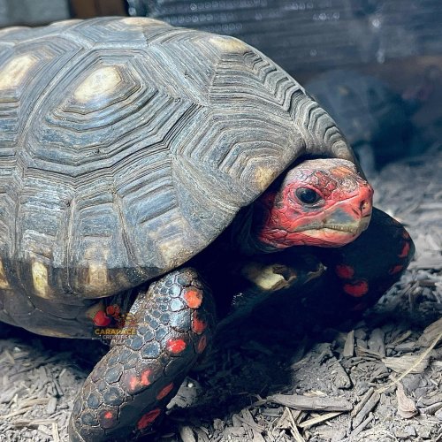 Photo post from carapacecritters.