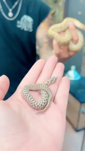 Video post from njexoticpets.