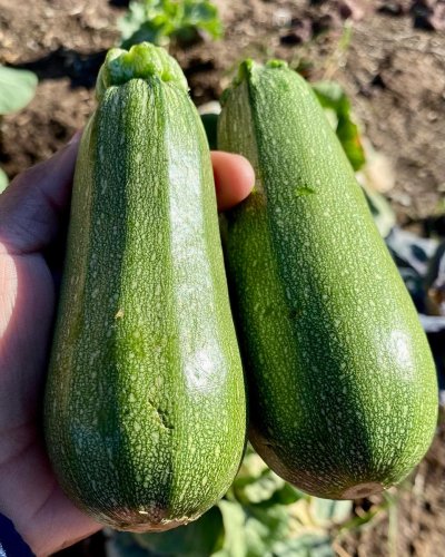 Carousel post from farmbox_arizona.