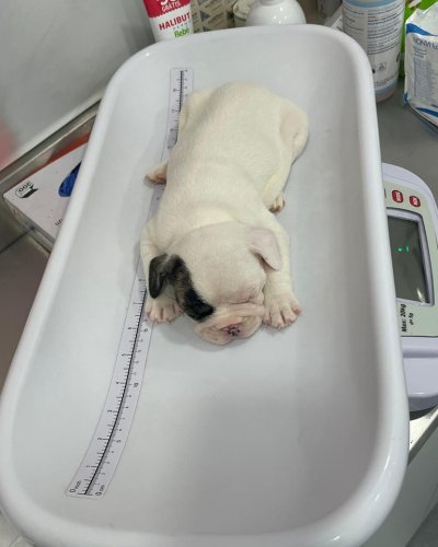 Carousel post from clinica_veterinaria_dourosul.