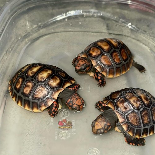 Photo post from carapacecritters.