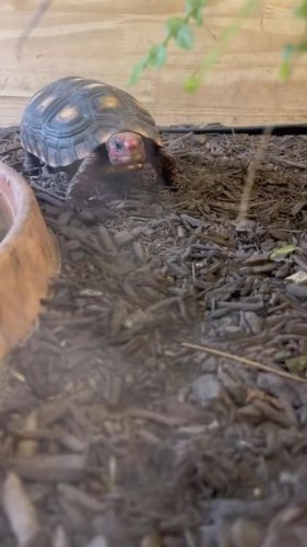 Video post from carapacecritters.