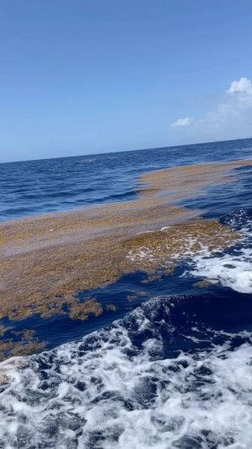 Video post from ejs_fishing_charters.