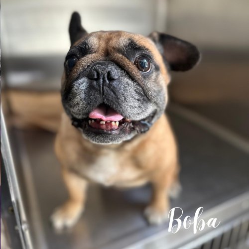 Photo post from familyanimalhospitalcm.