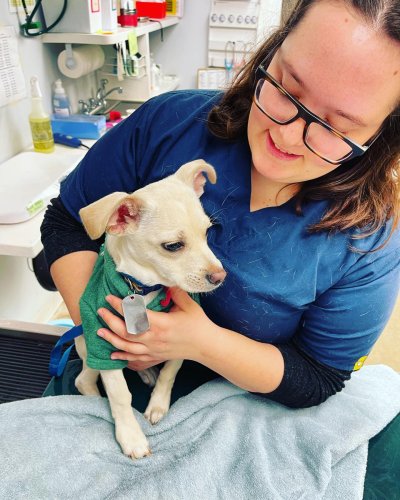 Photo post from familyanimalhospitalcm.