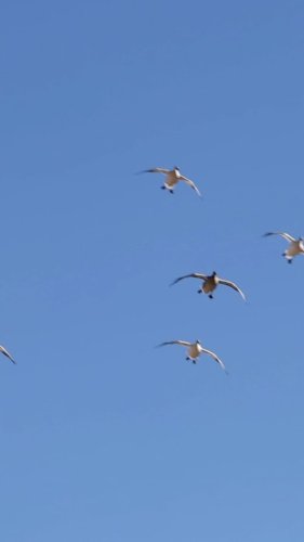 Video post from northernskiesoutfitters.