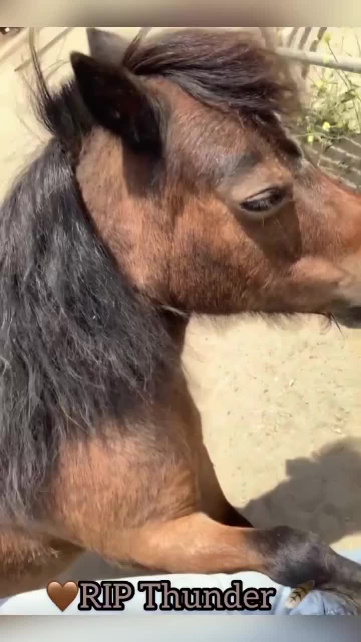 Video post from __amber_lydic__.