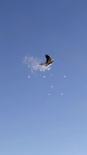 Video post from northernskiesoutfitters.