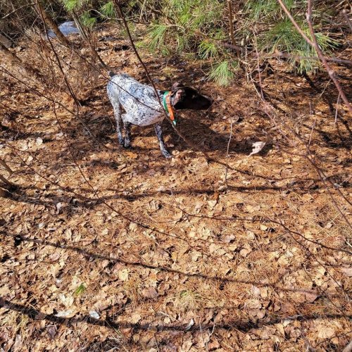 Photo post from reddogguideservice.
