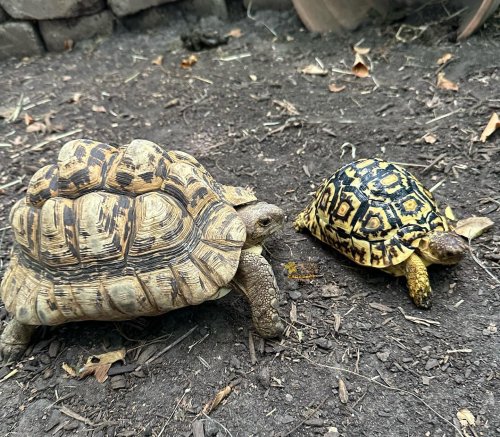 Photo post from carapacecritters.