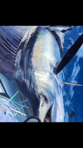 Video post from ejs_fishing_charters.