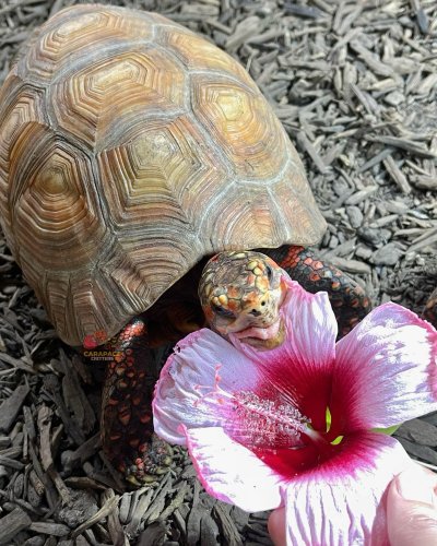 Photo post from carapacecritters.