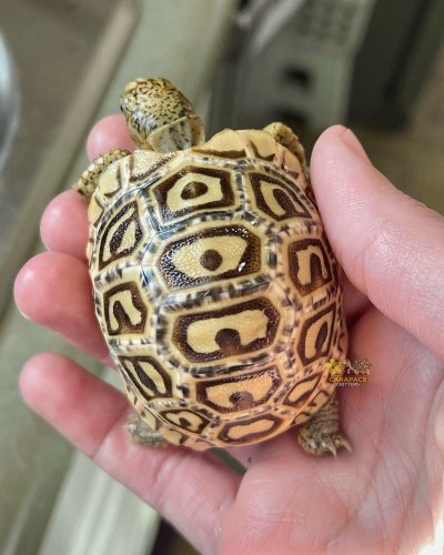 Photo post from carapacecritters.