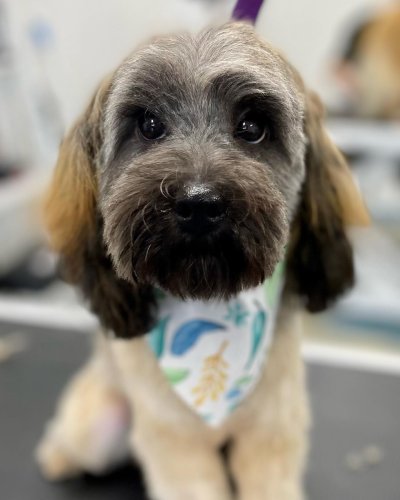 Carousel post from k9playtimedoggydaycare.