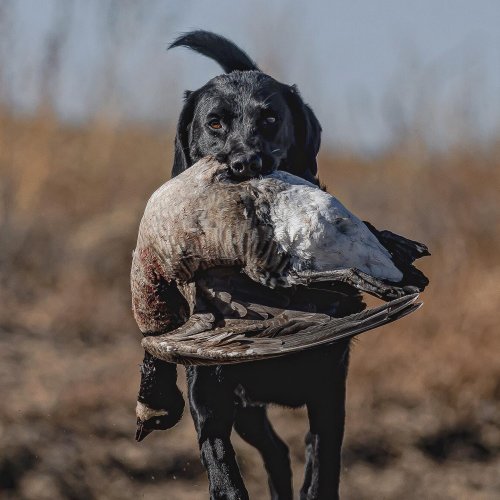 Photo post from northernskiesoutfitters.