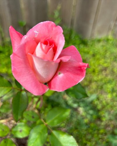 Roses, Perennials, Gift Plants, and Garden Decor - Online Store | Jackson & Perkins Roses, Perennials, Gift Plants, and Garden Decor - Online Store | Jackson & Perkins