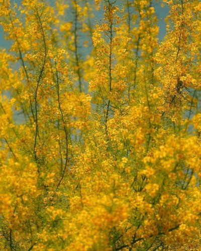 Carousel post from visittucson.