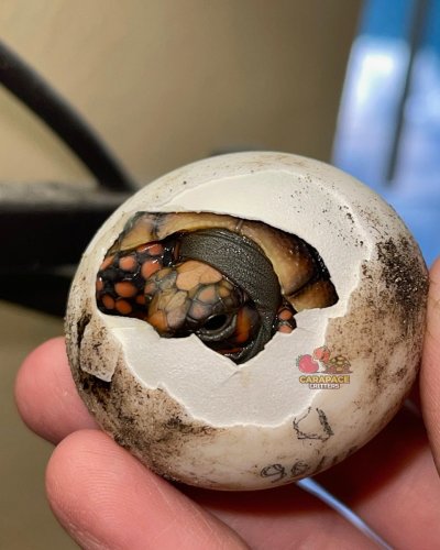 Photo post from carapacecritters.