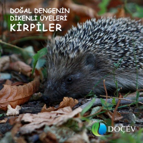Photo post from dogavecevrevakfi.